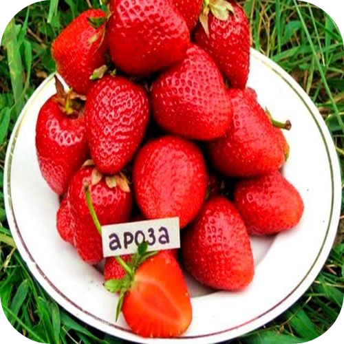 Клубника "Ароса" 