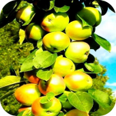Яблоня колоновидная "Белоснежка" 