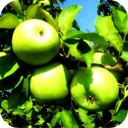 Яблоня "Ренет Симиренко" 